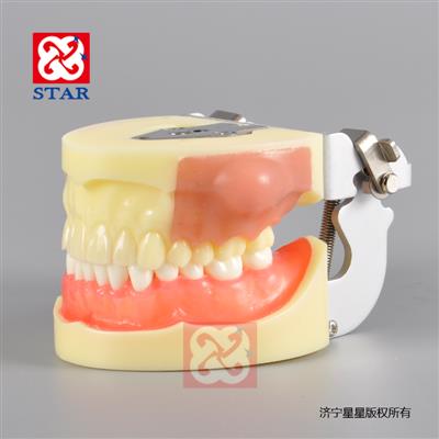 膿腫切開(kāi)練習模型M4030